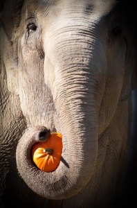 elephant-with-pumpkin_m